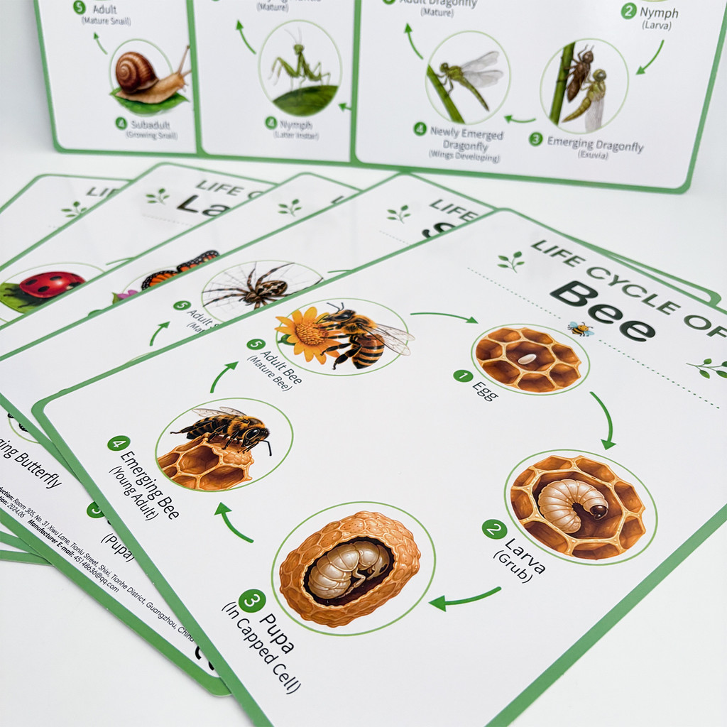 8 Pôsteres Educativos sobre o  - Kids Nature Education avaliação e preço