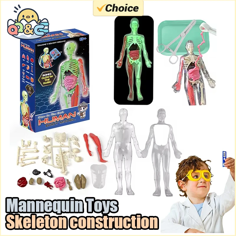 Esqueleto humano, anatomia do  - Kids Nature Education avaliação e preço