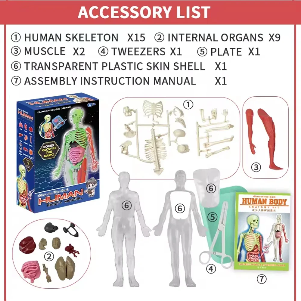 Esqueleto humano, anatomia do  - Kids Nature Education avaliação e preço